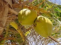 coconut [800x600]